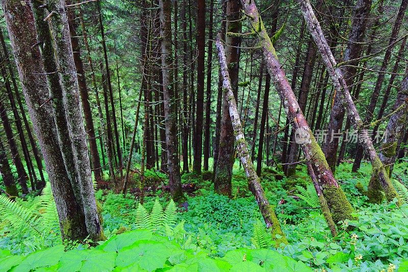 松树绿色高山林地-格局景观，常绿森林，自然格局，树干美丽的自然背景，巴伐利亚阿尔卑斯和蒂罗尔边境-奥地利/德国